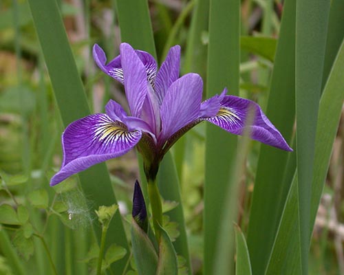 Blue Flag Iris